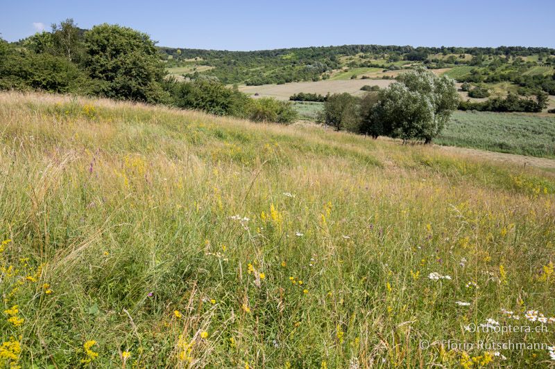Wüchsige und frische Wiese - AT, Burgenland, Rohrbach bei Mattersburg, 05.07.2016