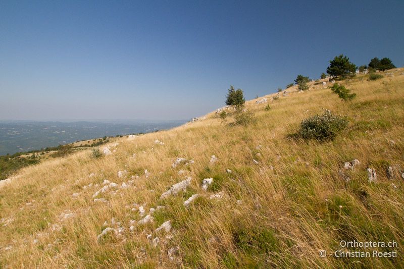 Mit Schafen beweidete Trockenrasen - HR, Istrien, Učka, 21.07.2015