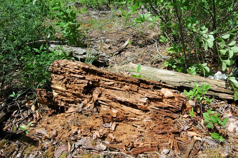 Morsches Holzstück. Hier fanden wir gegen die 30 kleinere Larven in den Gängen der Ameisen - DE, Baden-Württemberg, Graben-Neudorf, 12.05.2007