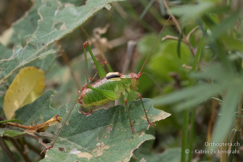 Ancistrura nigrovittata ♂ - GR, Zentralmakedonien, Mt. Hortiatis, 04.07.2017