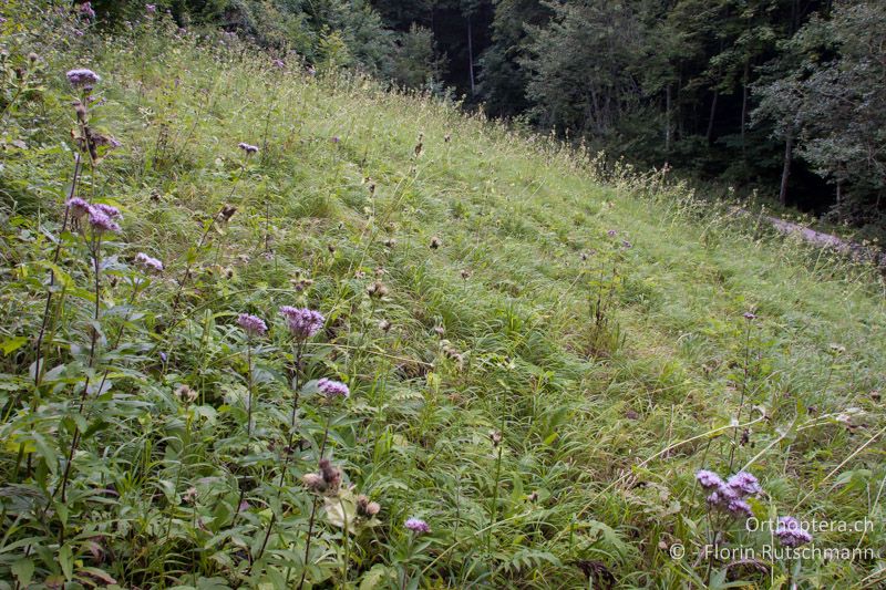 Feuchte Wiese in einer Waldlichtung mit Hochstaudenflur im Randbereich - CH, SH, Siblinger Randen, 18.08.2008