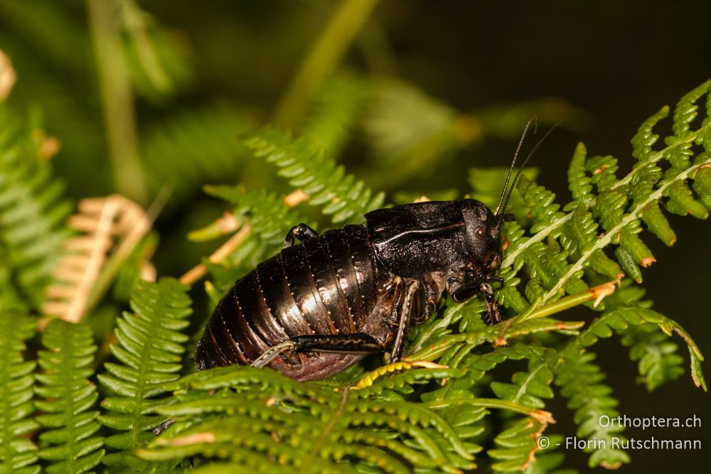 Bradyporus dasypus - Mt. Falakro, 27.07.2012