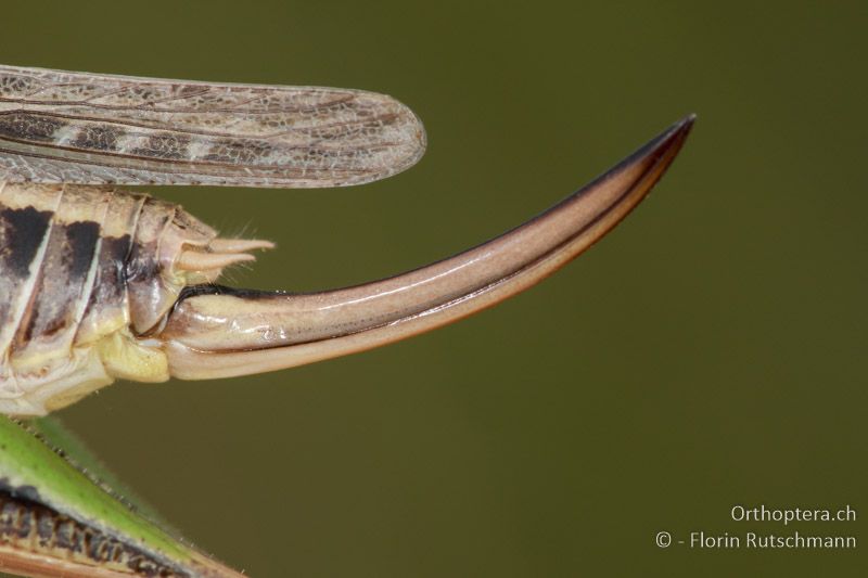 Ovipositor von Montana montana ♀ - HU, Mitteltransdanubien, Tapolca, 06.07.2016