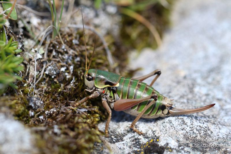 Anonconotus italoaustriacus ♀ - AT, Kärnten, Grossglockner Nationalpark, Heiligenblut, 21.09.2016