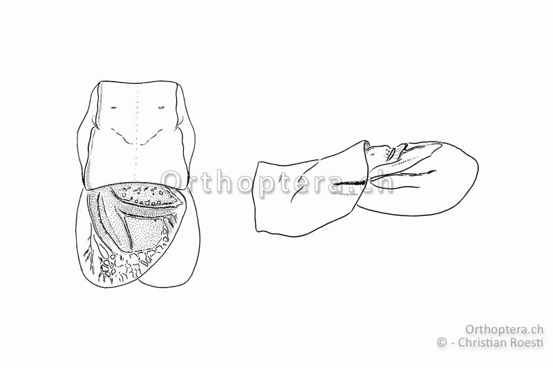 Halsschild und Vorderflügel von Isophya camptoxypha ♂ von oben (links) und von der linken Seite (rechts)