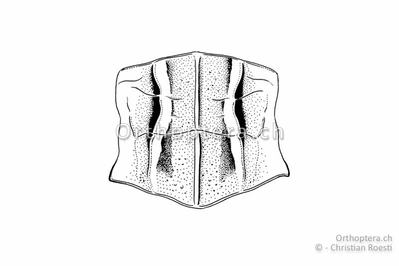 Halsschild von Stenobothrus fischeri ♀ von oben.