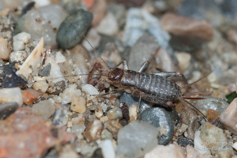 Pseudomogoplistes squamiger, Weibchen