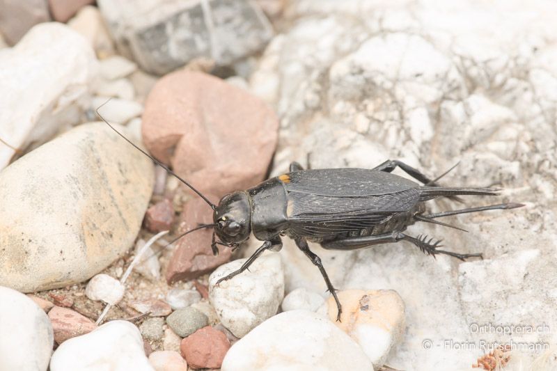 Gryllus bimaculatus ♀ - GR, Peloponnes, Giannitsochori, 14.05.2019
