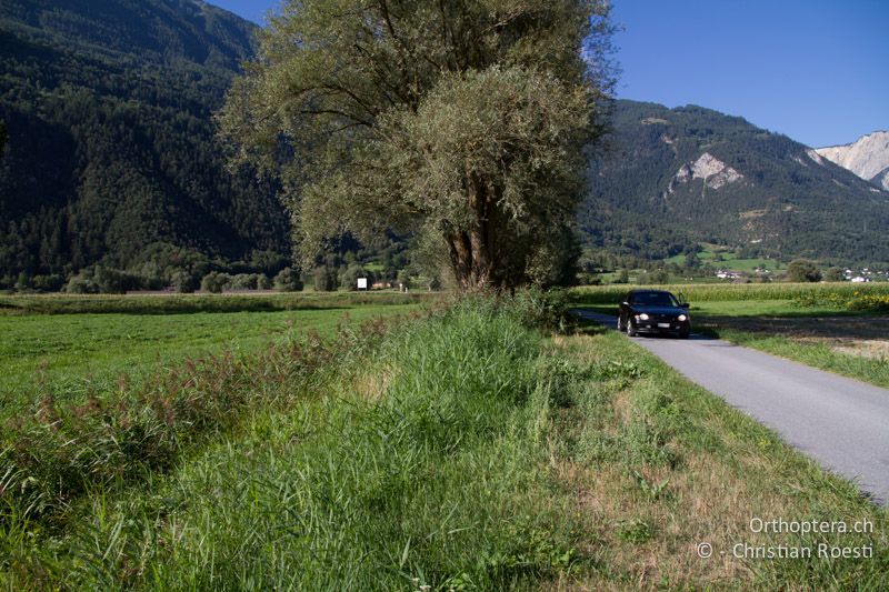 Feuchte Böschung mit Schilf entlang eines Kanals - CH, VS, Leuk, 20.08.2013
