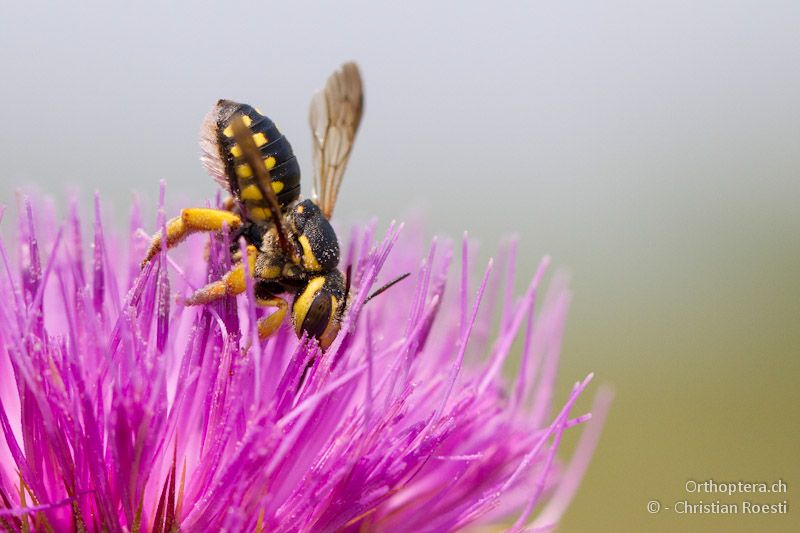 Wollbiene der Gattung Anthidium - Appolonia, 10.07.2012 (Bestimmung: Felix Amiet)