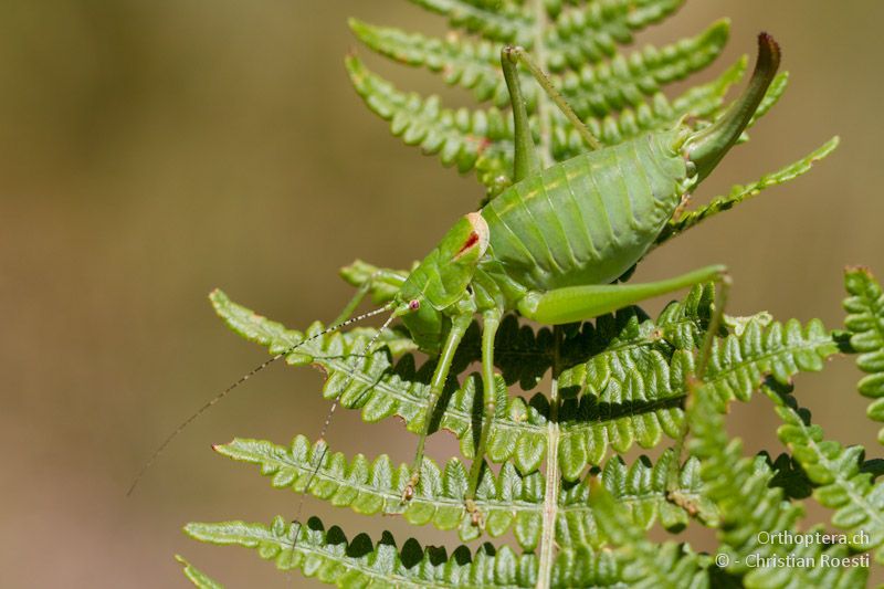 Weibchen von Poecilimon affinis - Florina, 13.07.2012