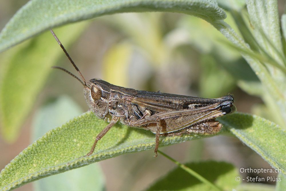 ♂ von Stenobothrus fischeri - HR, Cres, Predošćica, 21.06.2016