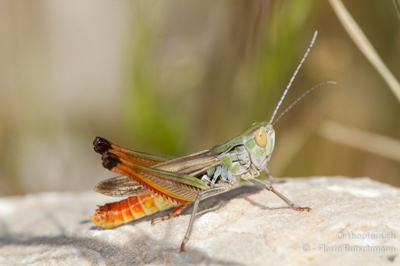 Stenobothrus fischeri ♂ - GR, Mittelgriechenland, Granitsa, 19.06.2013