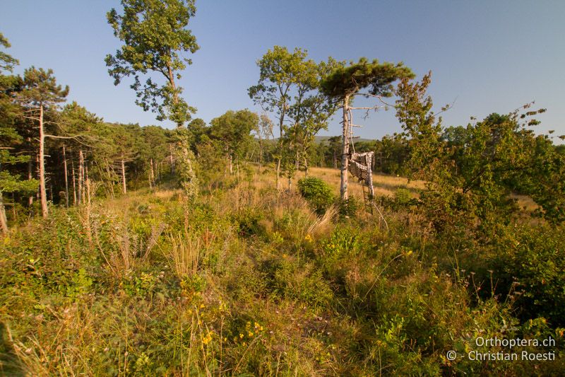 Waldschneise mit viel Jungwuchs - AT, Niederösterreich, Pfaffstätten, 15.09.2016