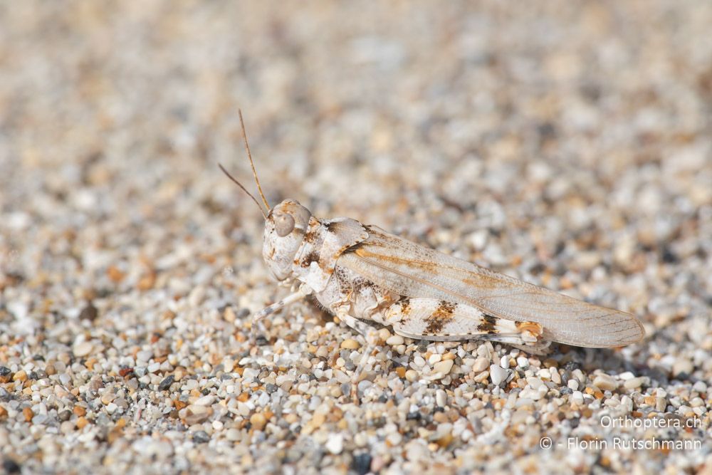 Sphingonotus personatus ♂ - GR, Epirus, Preveza, 07.06.2024