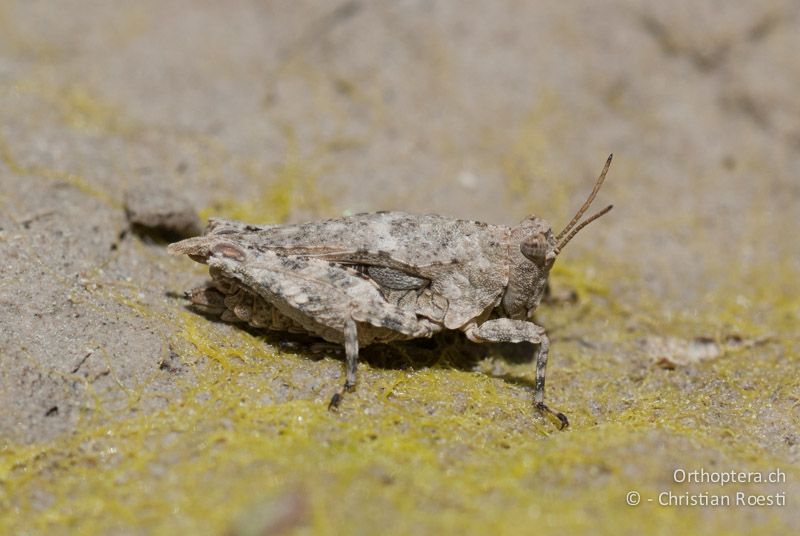 Tetrix tuerki ♀ - FR, Drôme, Lus-la-Croix-Haute, 25.05.2009