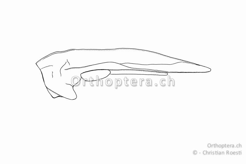 Halsschild und Flügel von Tetrix bipunctata ♀. Der sichtbare Teil des Hinterflügels ist bei Tetrix bipunctata ca. 2x (1,5-2,5x) so lang wie der Vorderflügel. Dies ist das einzige, sichere Unterscheidungsmerkmal gegenüber Tetrix kraussi. Der Halsschild-Mittelkiel ist oft nicht einheitlich gekrümmt, sondern mehr oder weniger unregelmässig gewellt.