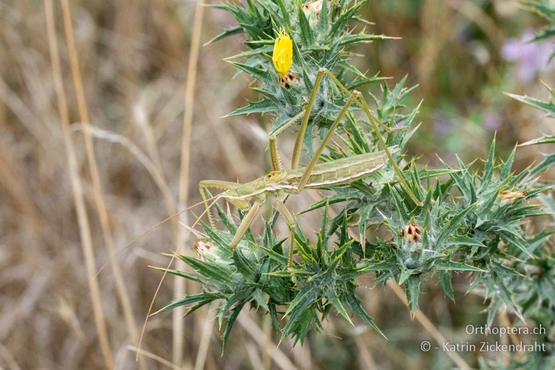 Saga campbelli ♂ - BG, Chaskowo, Matochina, 09.07.2018
