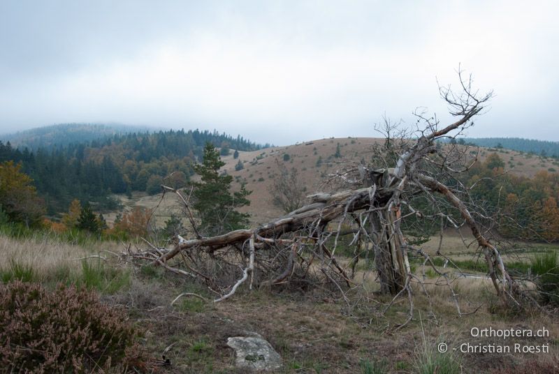 Heidelandschaft - FR, Gard, Mont Aigoual, L'Esperou, 08.10.2010