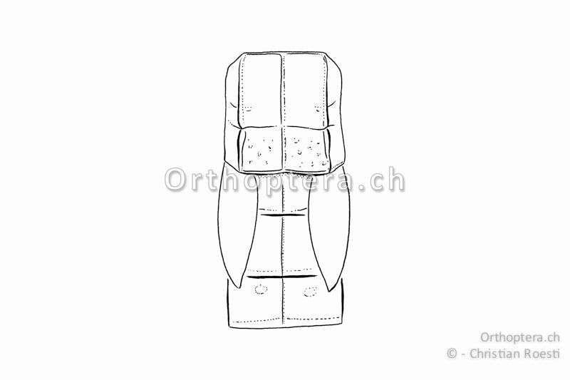 Brustabschnitt mit Halsschild und Flügeln von Euthystira brachyptera ♀. Die Halsschild-Seitenkiele sind gerade und die Flügel berühren sich auf dem Rücken nicht.
