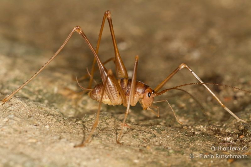 Dolichopoda geniculata ♂ - CH, TI, Mendrisio, 07.11.2013