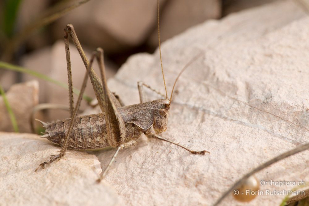 Rhacocleis neglecta ♂ - IT, Marken, Cacciano, 24.09.2014
