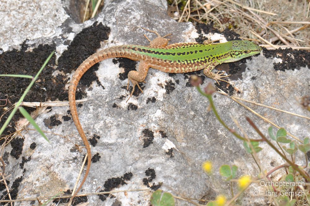 ♂ von Podarcis siculus - HR, Istrien, Mutvoran, 20.06.2016