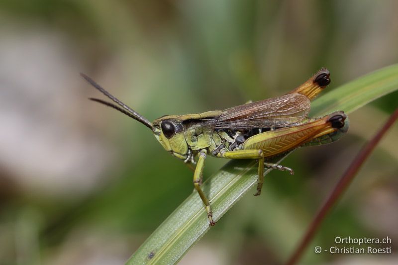 Chorthippus alticola ♂ - SLO, Goriška, Tolmin, Mt. Vogel, 19.09.2016