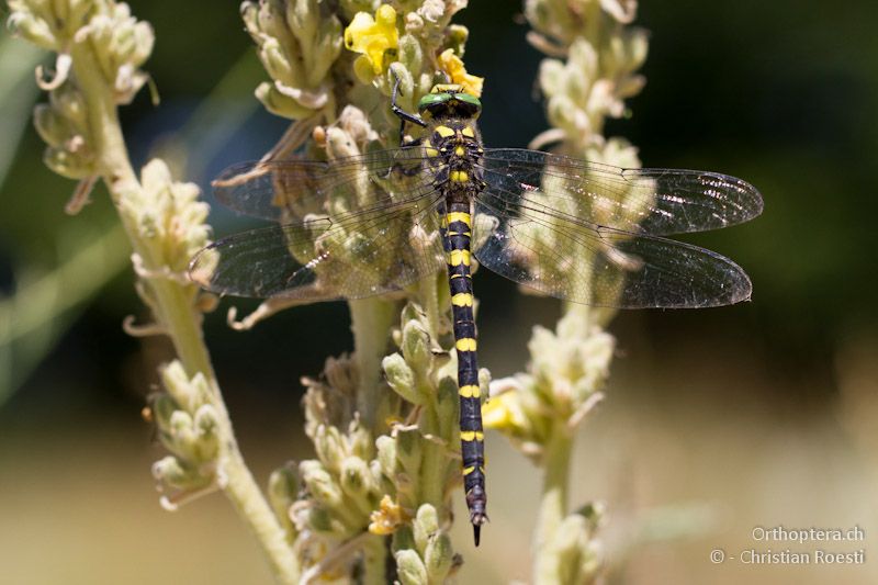 Weibliche Grosslibelle (Cordulegaster cf. heros) - Florina, 13.07.2012 (Bestimmung: Hansruedi Wildermuth)