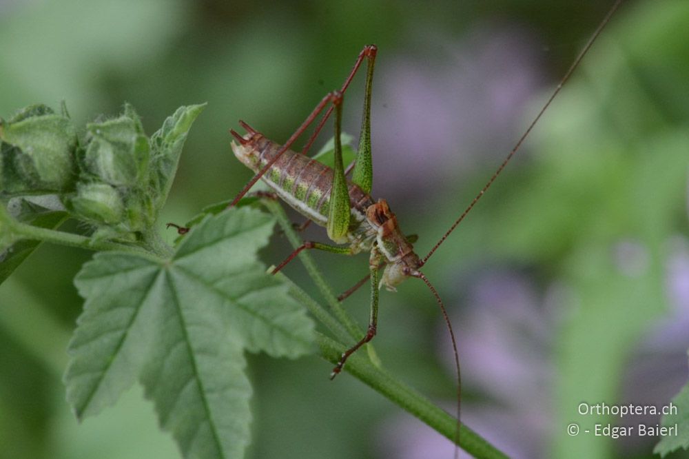 Leptophyes albovittata ♂ - BG, Chaskowo, Matochina, 09.07.2018