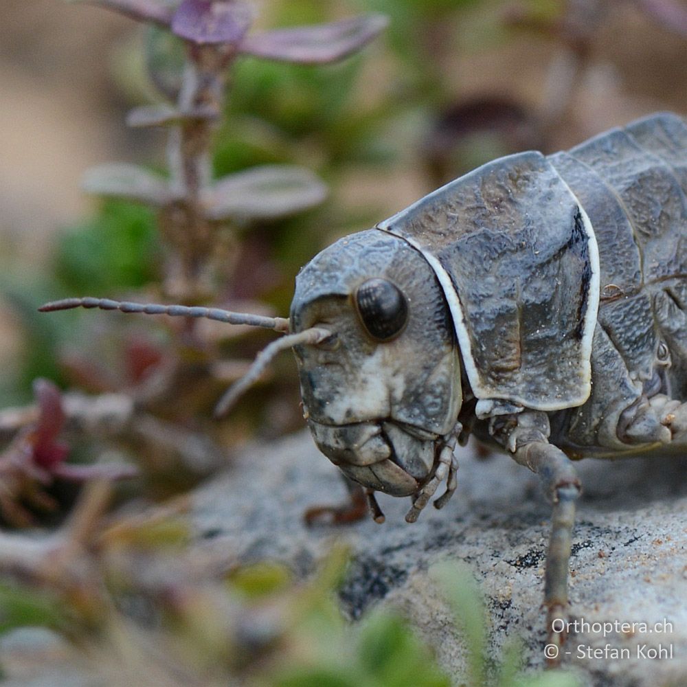 ♀ der Steinschrecke Paranocaracris bulgaricus - GR, Ostmakedonien, Mt. Pangeon, 06.07.2013