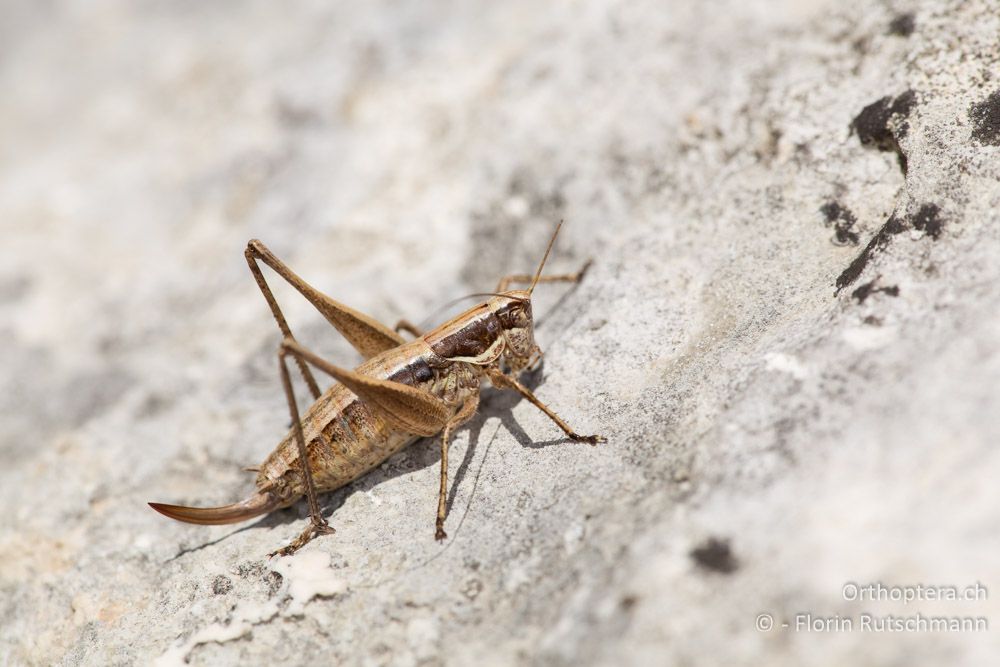 Yersinella beybienkoi ♀ - IT, Marken, Sibyllini-Gebirge, 29.09.2014