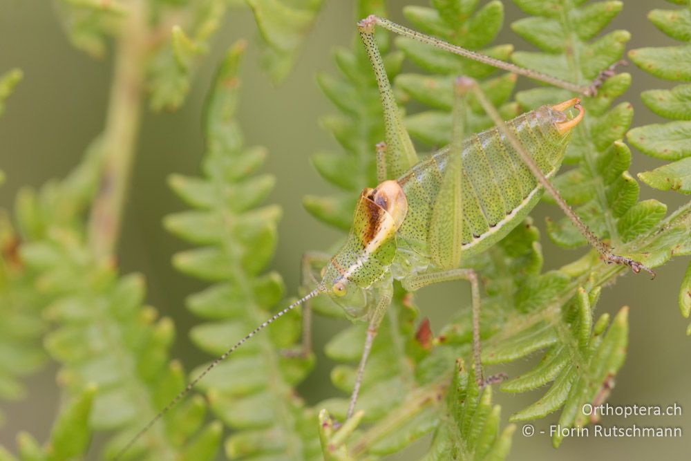 Poecilimon zimmeri ♂ - GR, Mittelgriechenland, Mt. Parnassos, 10.06.2015