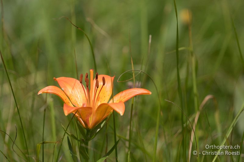 Bulbillentragende Lilie (Lilium bulbíferum ) - HR, Istrien, Račja Vas 25.06.2016