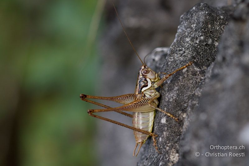 Pachytrachis striolatus ♂ - CH, TI, Mt. Caslano, 02.09.2013