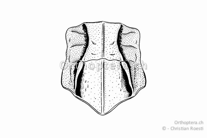Halsschild von Omocestus rufipes ♀ von oben. Die schmalste Stelle zwischen den Halsschild-Seitenkiele ist ungefähr halb so breit wie die breiteste Stelle.