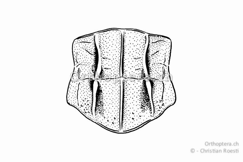 Halsschild von Stenobothrus stigmaticus ♀ von oben. Die Halsschild-Seitenkiele sind gerade bis leicht nach innen gebogen.