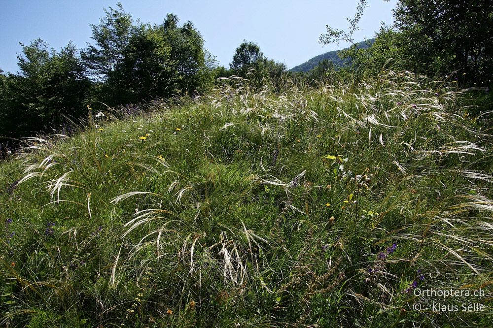 Federgras-Wiesen - HR, Istrien, Učka, 22.06.2016
