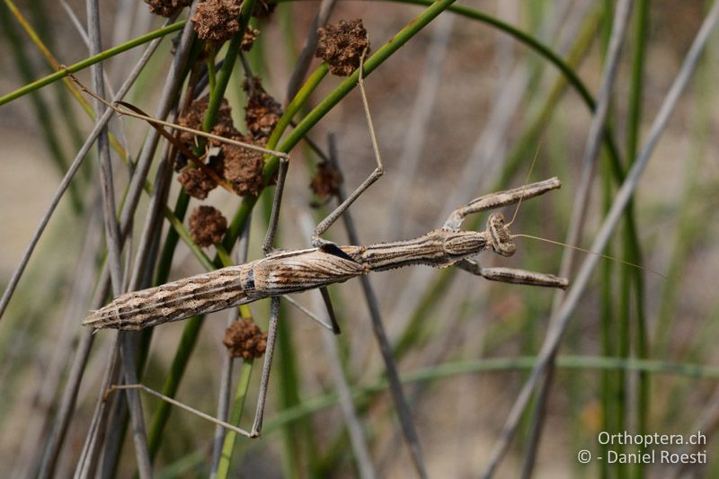 Rivetina baetica ♀ (Fangschrecke) - GR, Zentralmakedonien, Korinos, Strand, 15.07.2017