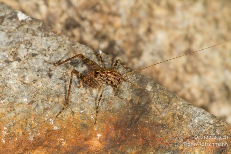 Larve von Troglophilus cavicola - CH, GR, Puschlav, 19.09.2013