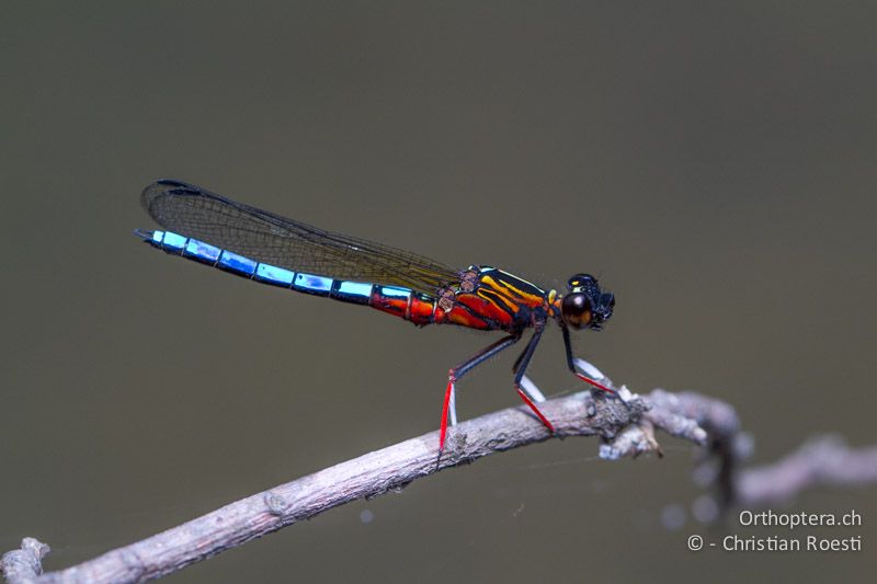 Platycypha caligata, Dancing Jewel ♂ - SA, Mpumalanga, Matibidi, Blyde Canyon Forever Resort, 09.01.2015