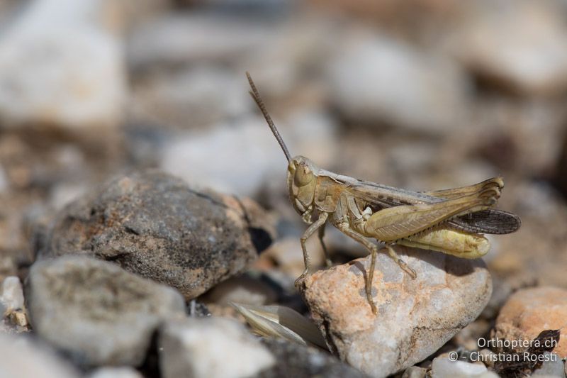 Omocestus minutus ♂ - GR, Westmakedonien, Prespasee, 13.07.2017