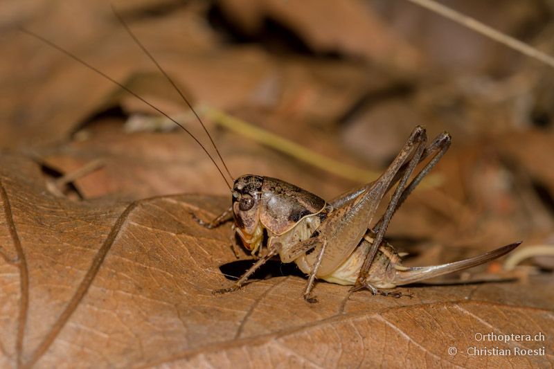 Weibchen von Bucephaloptera bucephala - Asprovalta, 11.07.2012