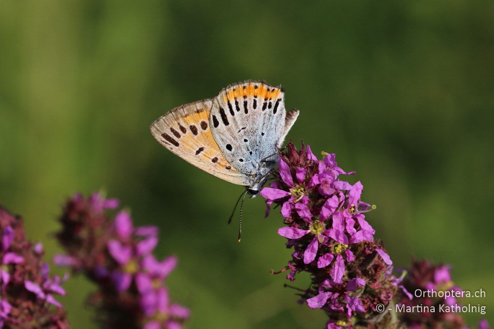 Grosser Feuerfalter (Lycaena dispar) - HR, Istrien, Motovun, 25.07.2015