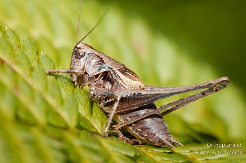 Pholidoptera griseoaptera ♂ - CH, TG, Lengwiler Weiher, 21.08.2010