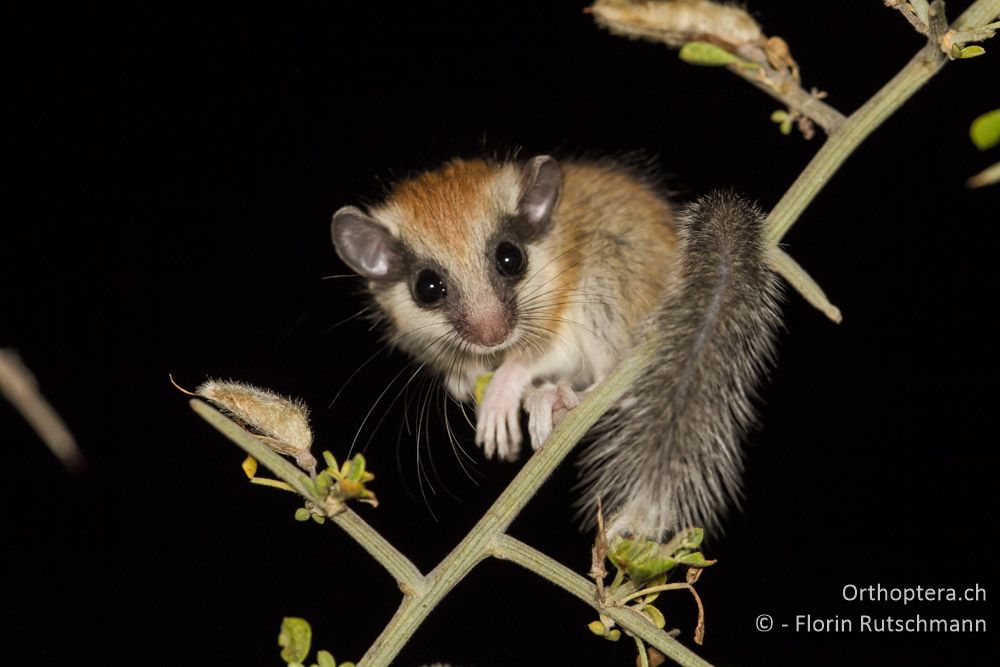 Baumschläfer (Dryomys nitedula) - Bei Asprovalta, 10.07.2012