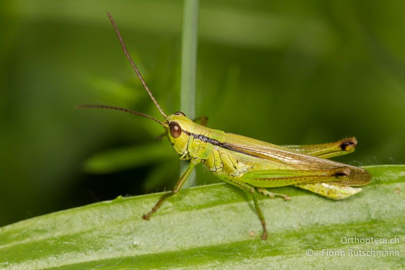 Mecostethus parapleurus ♂ - CH, TG, Frauenfeld, 13.08.2013