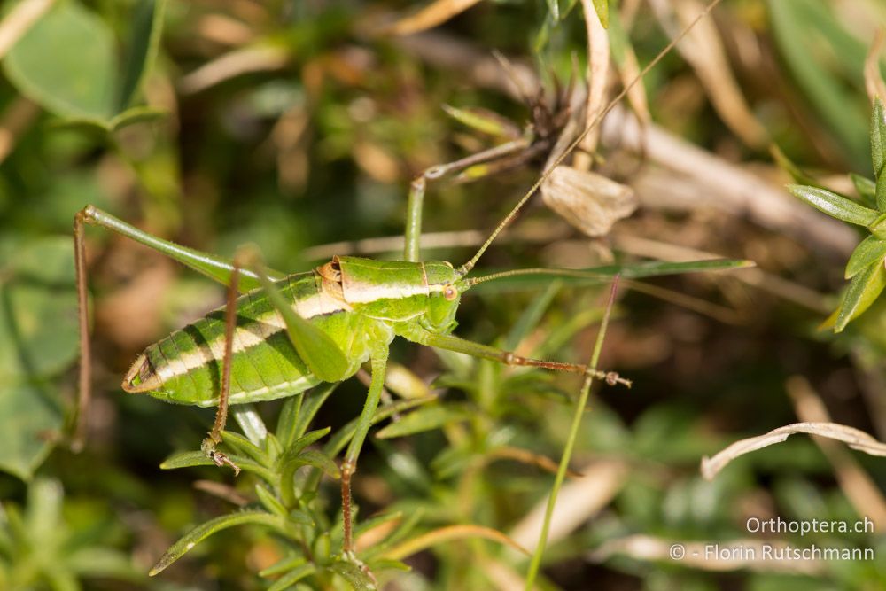 Poecilimon jonicus superbus ♂ - IT, Marken, Sibyllini-Gebirge, 29.09.2014