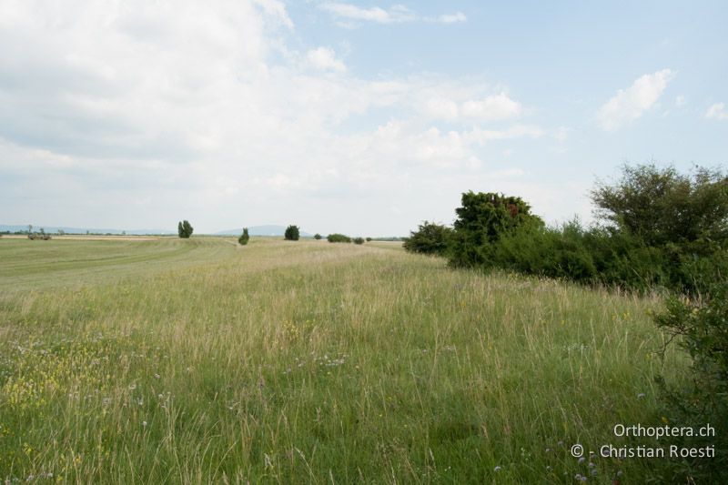 Mähwiesen - AT, Niederösterreich, Oberweiden, 28.06.2010