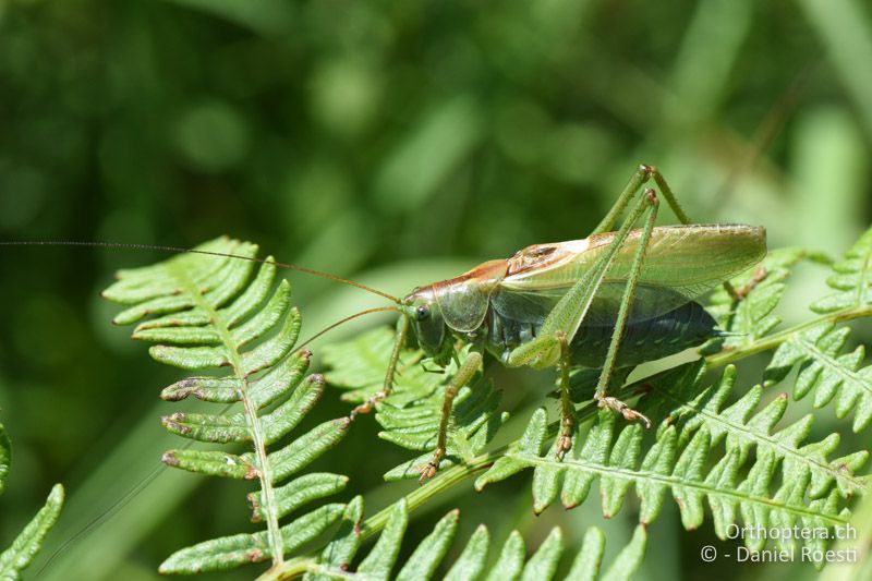 Tettigonia balcanica ♂ - BG, Blagoevgrad, Bansko, 14.07.2018